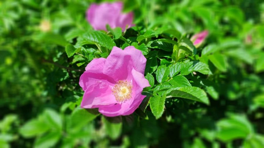 Rosa rugosa