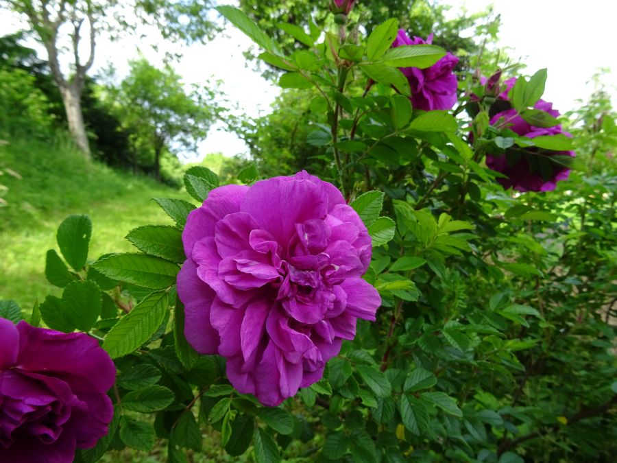 Rosa rugosa Hansa